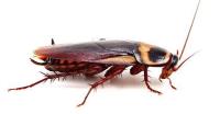 Cockroach King - Pest Control Sydney image 2